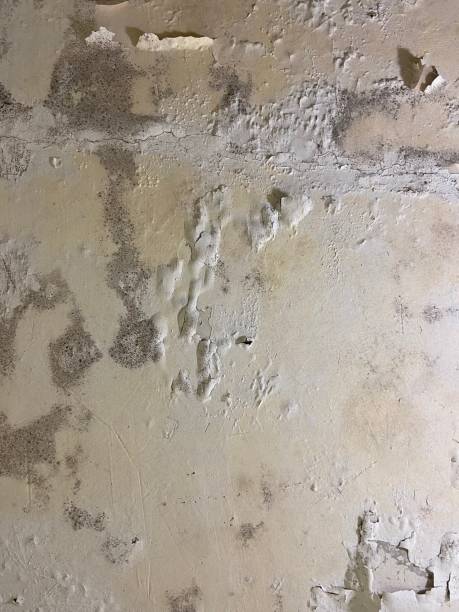 Best Mold Testing and Inspection Services in Clintwood, VA