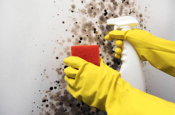Best Post-Flood Mold Remediation in Clintwood, VA