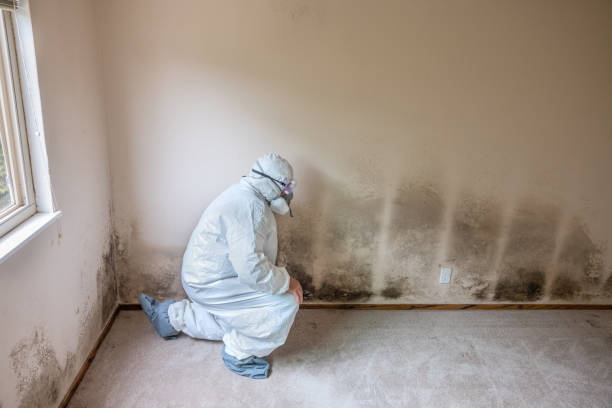 Best Crawl Space Mold Remediation in Clintwood, VA