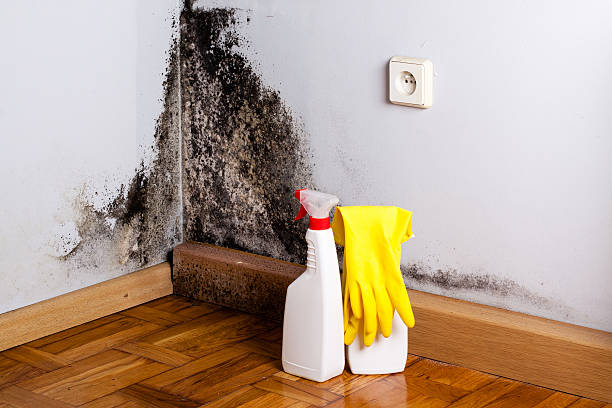 Best Basement Mold Remediation in Clintwood, VA